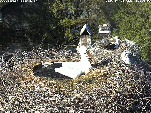 Wecbam Berner Storch